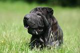 SHAR-PEI 956